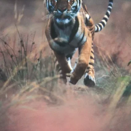 Miniature photo du film : L'Inde, royaume du tigre