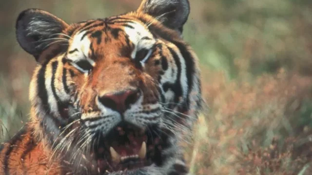 Photo 4 du film : L'Inde, royaume du tigre