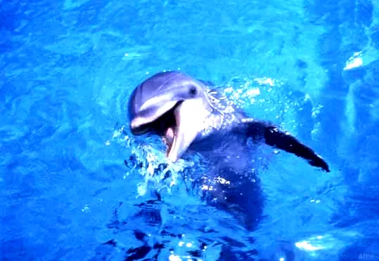Photo 3 du film : Flipper