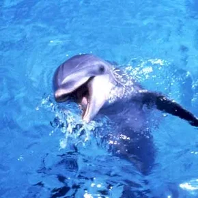 Photo du film : Flipper