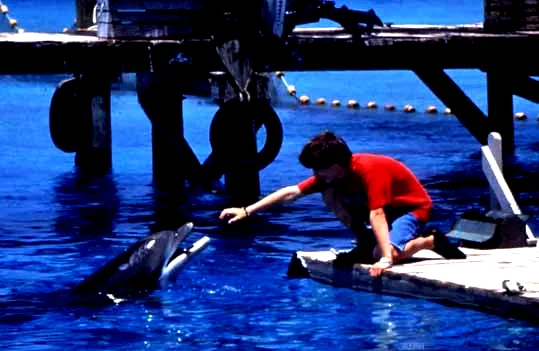 Photo 4 du film : Flipper