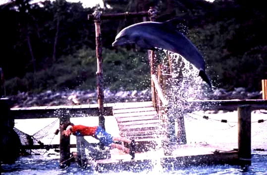Photo 5 du film : Flipper
