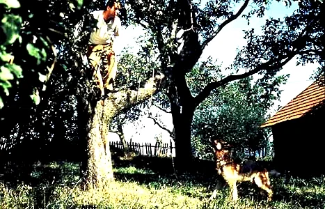 Photo 2 du film : Le jardin