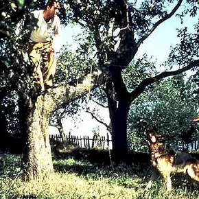 Photo du film : Le jardin