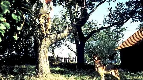 Photo 2 du film : Le jardin
