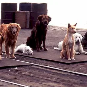 Photo du film : L'incroyable voyage à San Francisco