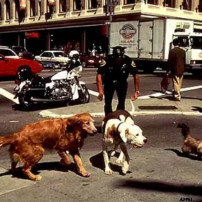 Photo du film : L'incroyable voyage à San Francisco