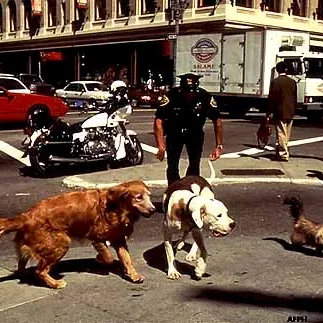 Miniature photo du film : L'incroyable voyage à San Francisco