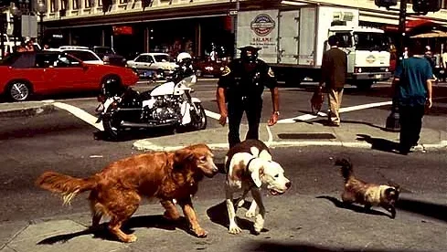 Photo 4 du film : L'incroyable voyage à San Francisco