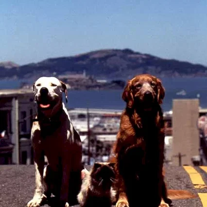 Miniature photo du film : L'incroyable voyage à San Francisco