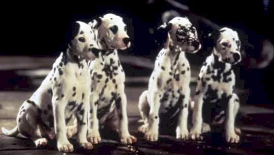 Photo 3 du film : Les 101 dalmatiens