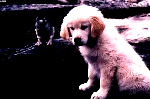 Photo 4 du film : Napoleon en australie