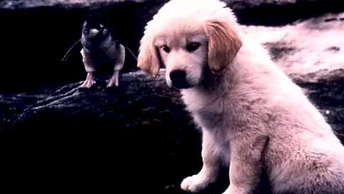 Photo 4 du film : Napoleon en australie