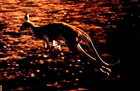 Photo 5 du film : Napoleon en australie