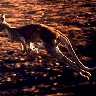 Miniature photo du film : Napoleon en australie