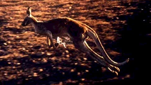 Photo 5 du film : Napoleon en australie