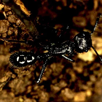 Miniature photo du film : Attaville, la veritable histoire des