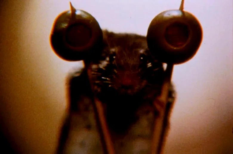 Photo 2 du film : La souris