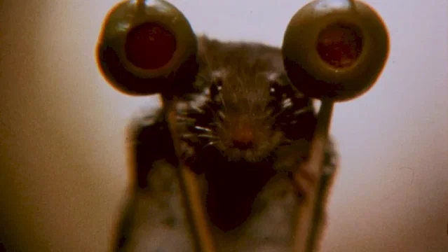 Photo du film : La souris