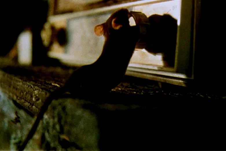 Photo 4 du film : La souris