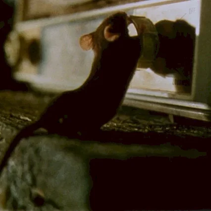 Miniature photo du film : La souris