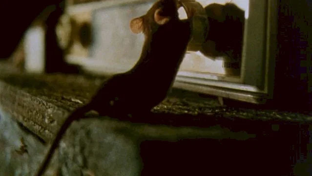 Photo du film : La souris