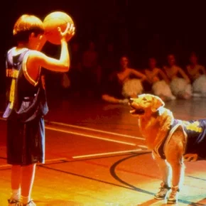Photo du film : Buddy, star des paniers