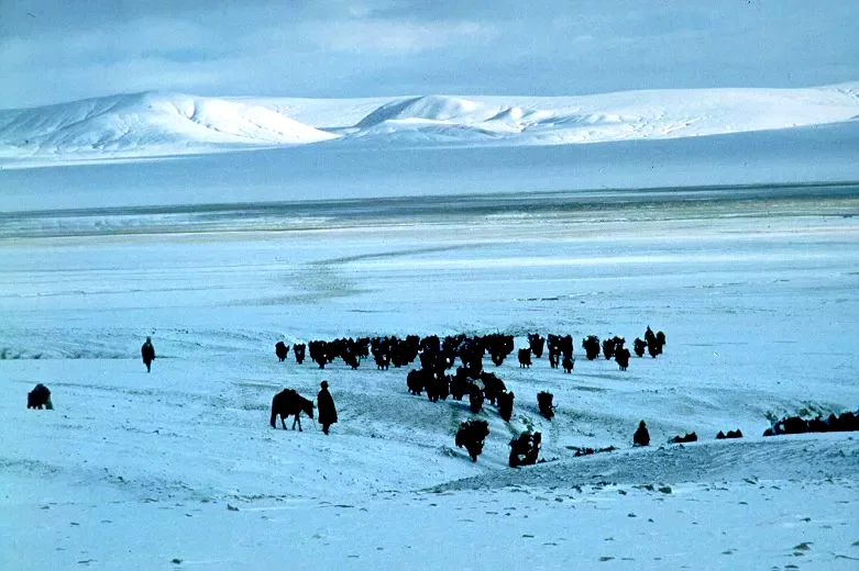 Photo du film : La route du sel