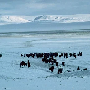 Photo du film : La route du sel