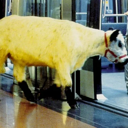 Miniature photo du film : La vache et le président