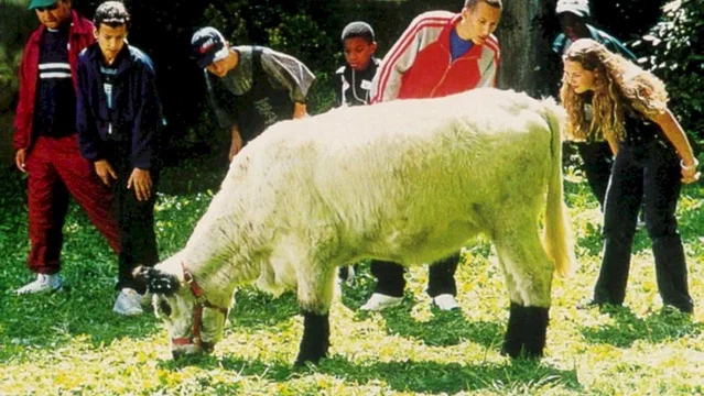 Photo du film : La vache et le président
