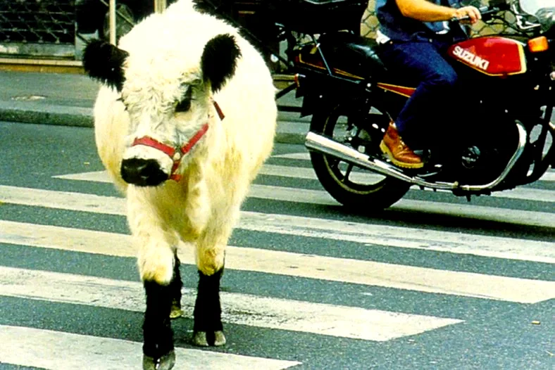 Photo 11 du film : La vache et le président