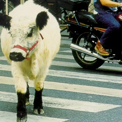 Miniature photo du film : La vache et le président