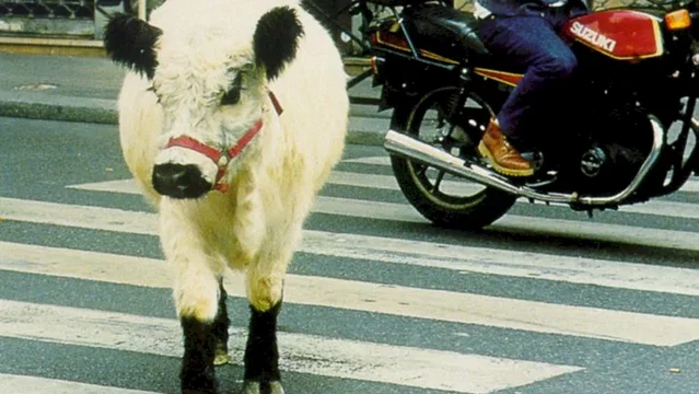 Photo du film : La vache et le président