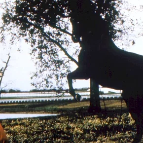 Photo du film : Simpatico