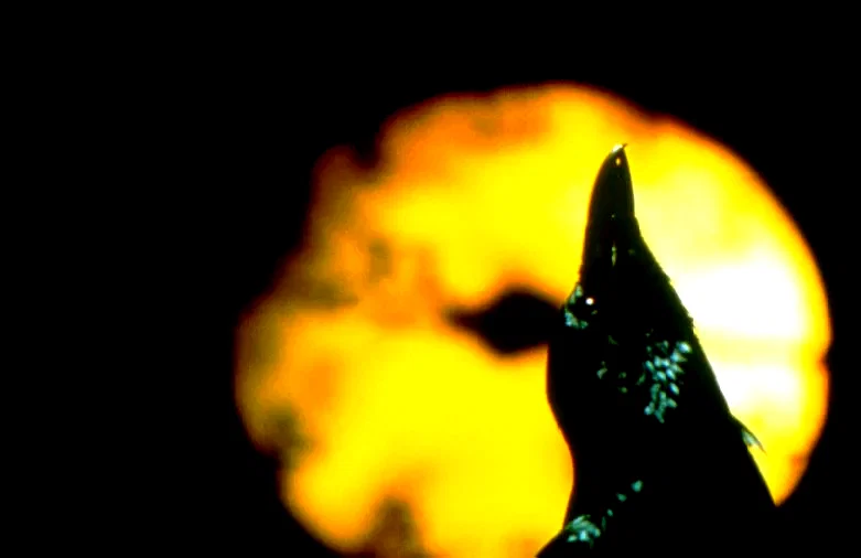 Photo 9 du film : The crow 3 (salvation)