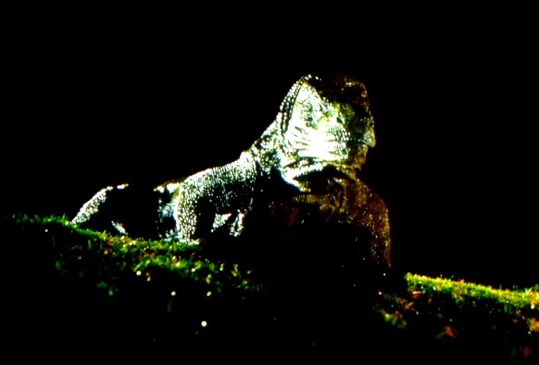 Photo 2 du film : Komodo