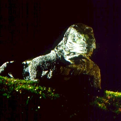 Miniature photo du film : Komodo