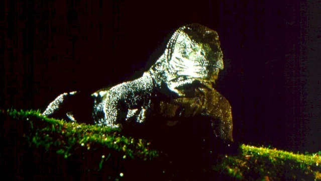 Photo du film : Komodo