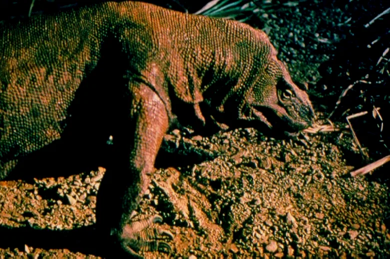 Photo 6 du film : Komodo