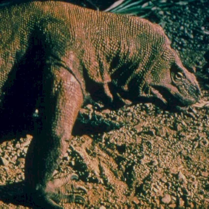 Miniature photo du film : Komodo
