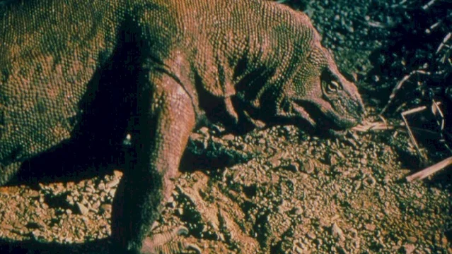 Photo du film : Komodo