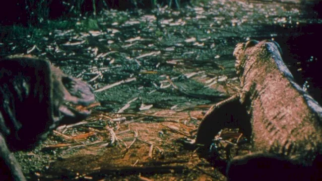 Photo du film : Komodo
