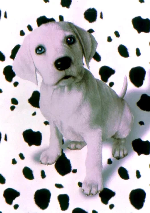 Photo 6 du film : 102 dalmatiens