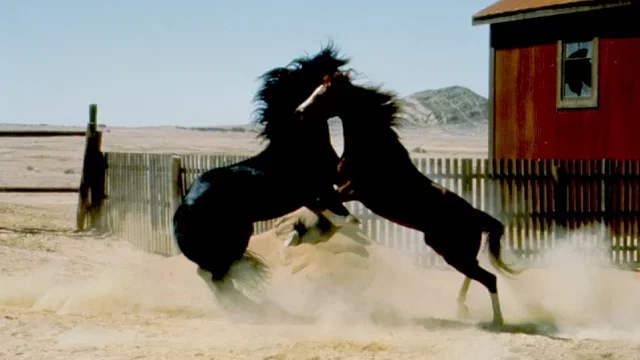 Photo 3 du film : Crinière au vent (une âme indomptable)