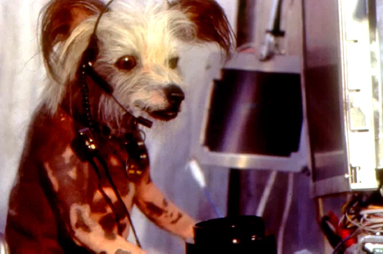 Photo 2 du film : Comme chiens et chats