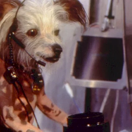 Miniature photo du film : Comme chiens et chats