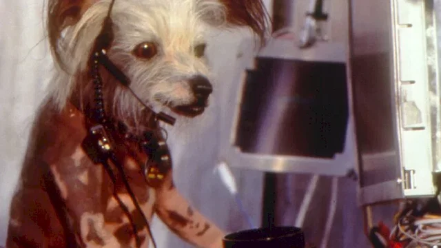 Photo du film : Comme chiens et chats