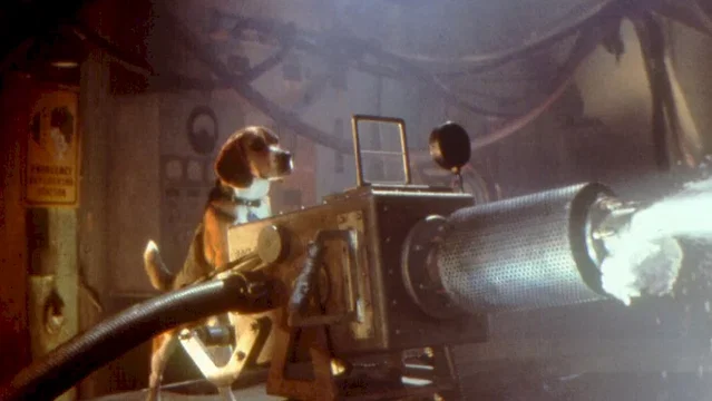 Photo du film : Comme chiens et chats
