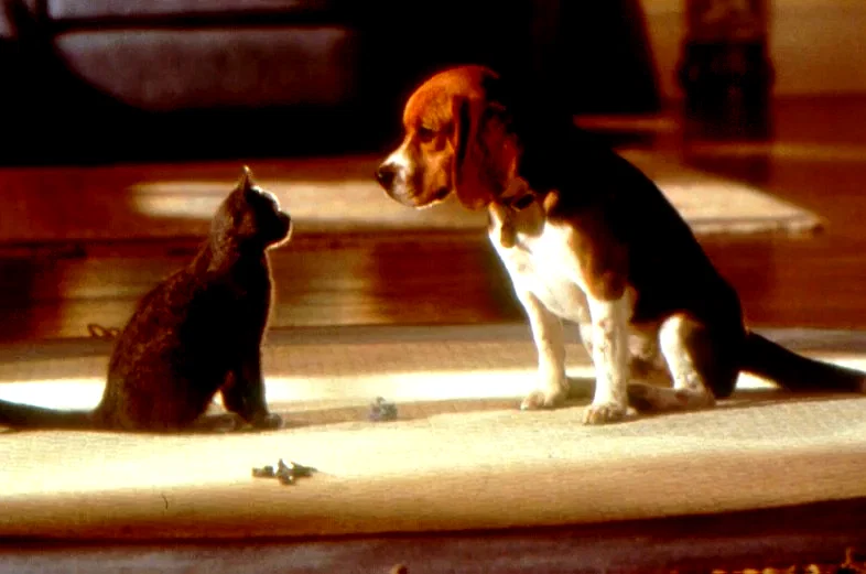 Photo 5 du film : Comme chiens et chats